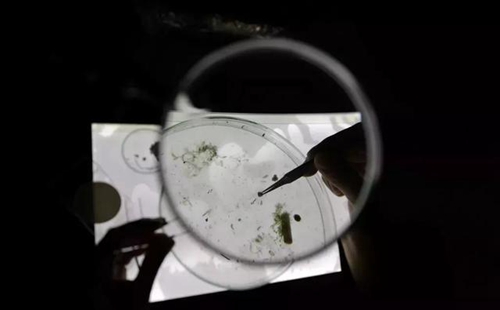 科學(xué)家確認(rèn)人體已被微塑料污染，污染源不僅是海洋