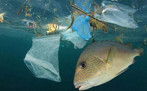 科學(xué)家確認(rèn)人體已被微塑料污染，污染源不僅是海洋